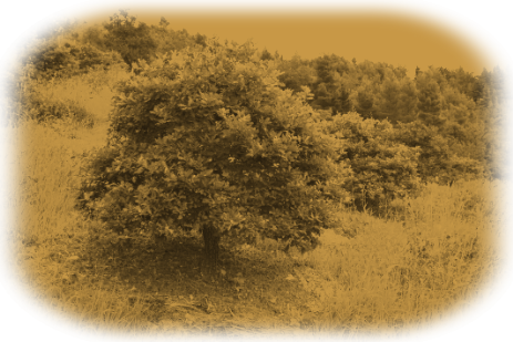 tartufaia con piante di quercus pubescens tartufaia con piante di roverella