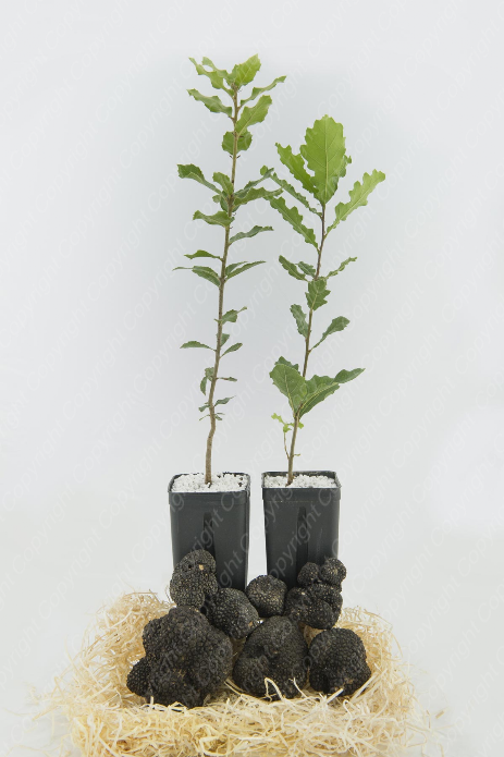 tartufo nero pregiato e piante in vaso micorrizate