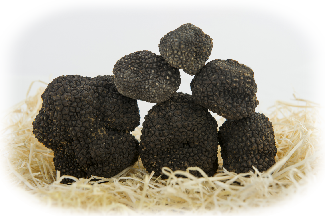 Tuber Melanosporum Vittadini tartufo nero pregiato