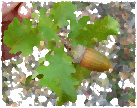 quercus pubescens roverella