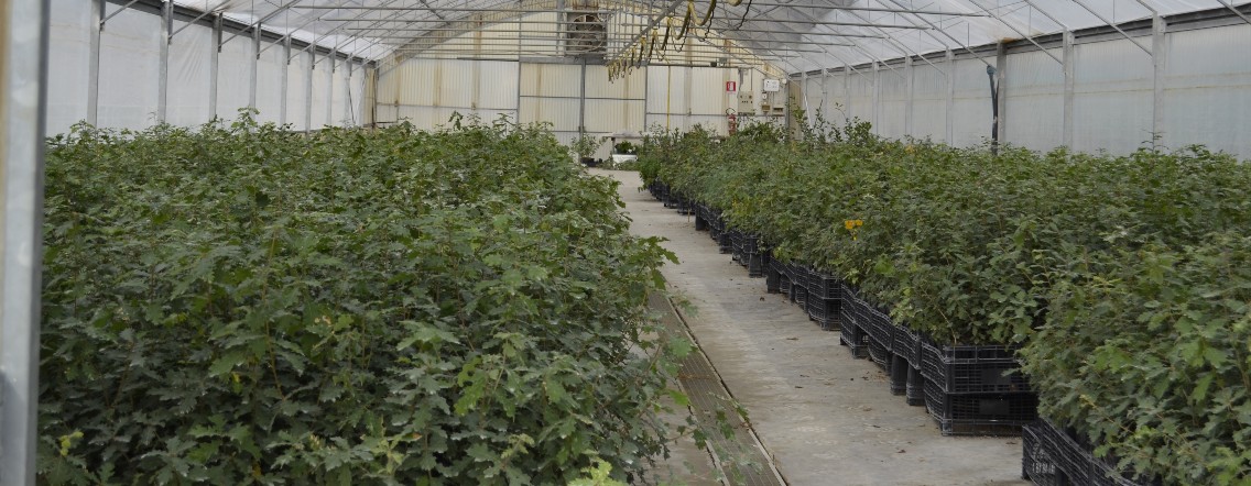 serra produzuione piante tartufigene serra produzione piante micorrizate