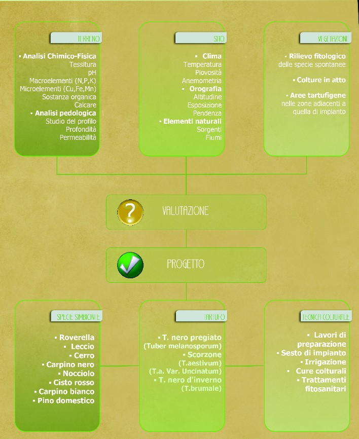 Consulenza preimpianto tartufaia coltivata Consulenza tecnica per tartufaie