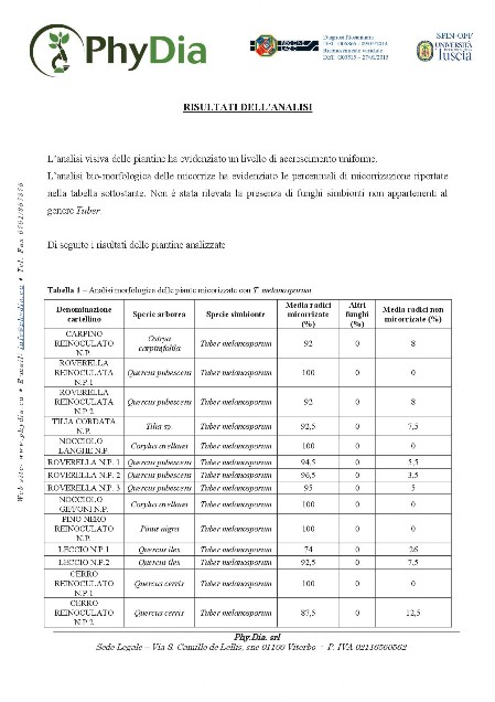 analisi bio-morfologiche micorrize risultati analisi micorrizazione piante da tartufo
