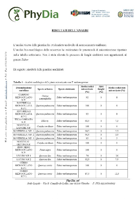 risultati analisi micorrizazione piante da tartufo