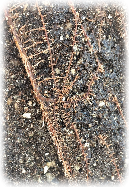 terra con micorrize particolare panetto di terra co micorrize