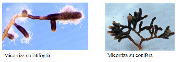 micorriza giovane e micorriza vecchia