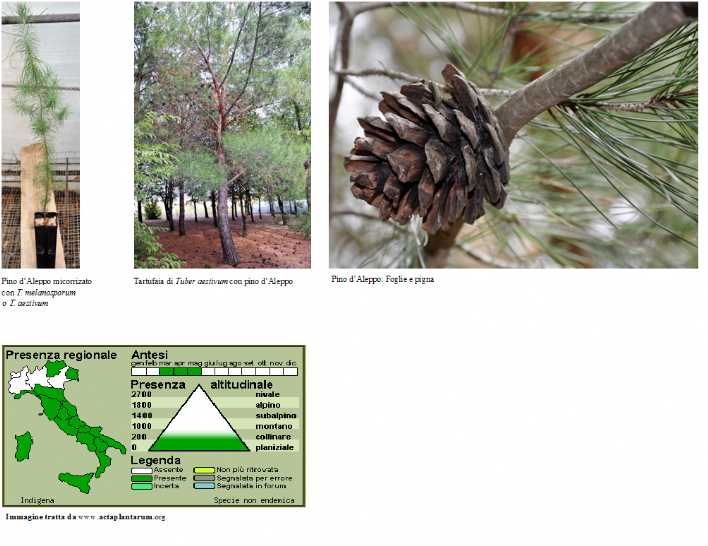 Pinus Halepensis Pino D'Aleppo tartufigeno