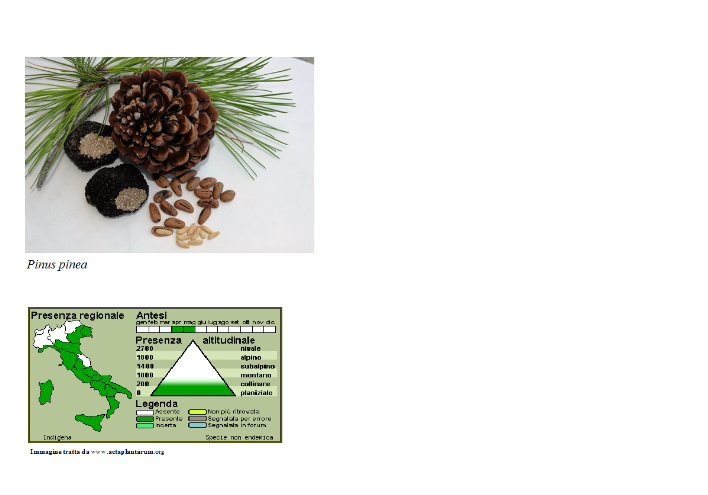 Pinus Pinea Pino domestico