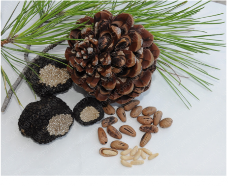 Pinus Pinea con pinoli e tratufi neri pregiati pino con tartufi e pinoli