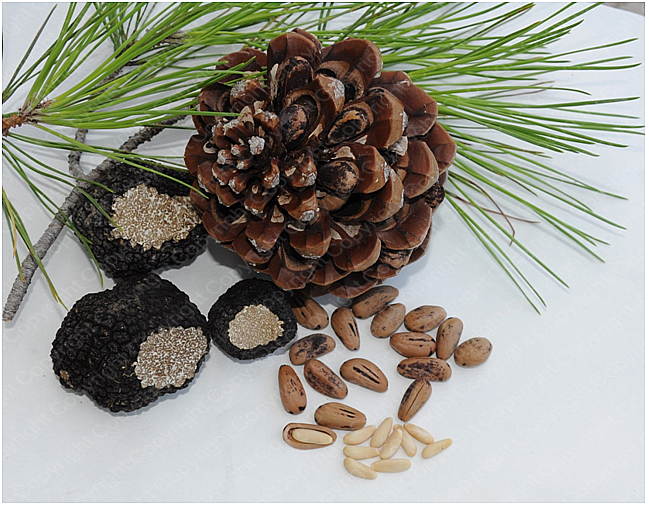 Pinus pinea micorrizato Pino domestico da tartufo