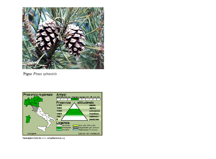 Pinus Sylvestris Pino Silvestre