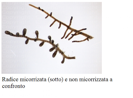 radice con micorrizie e senza micorrizie