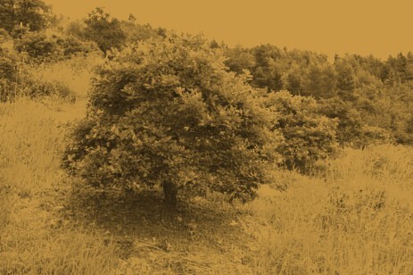 tartufaia con piante di quercus pubescens tartufaia con piante di roverella