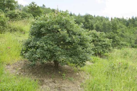 Quercus pubescens Roverella
