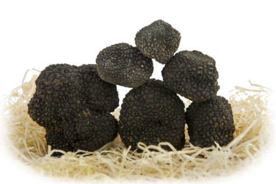 Tuber Melanosporum Vittadini tartufo nero pregiato