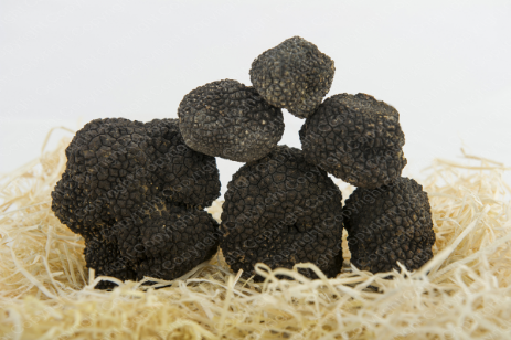 Tuber melanosporum Vittadini Tartufo nero pregiato Vittadini