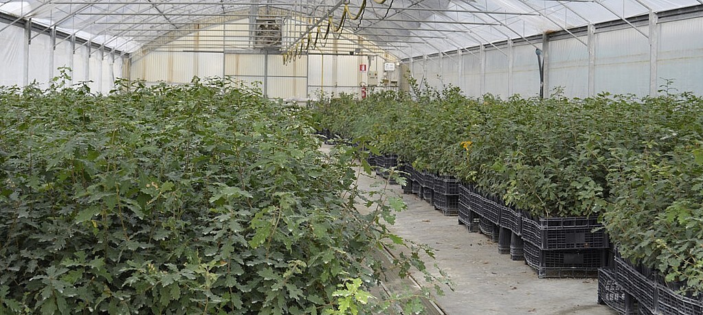 serra produzuione piante tartufigene serra produzione piante micorrizate