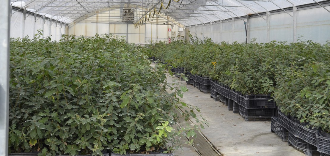 serra produzuione piante tartufigene serra produzione piante micorrizate