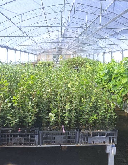 piante da tartufo in serra tartufigene in produzione