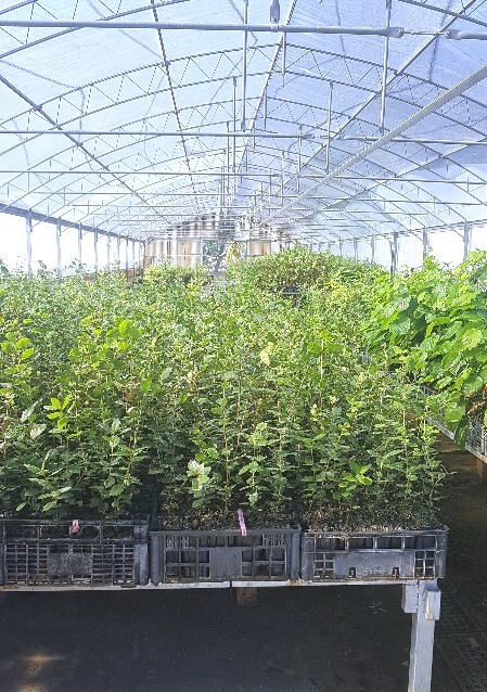 piante da tartufo in serra tartufigene in produzione
