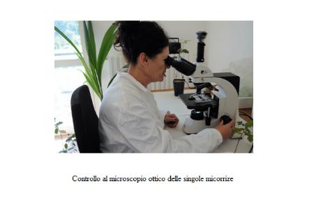 Controllo microscopio ottico singole micorrizie Controllo al microscopio micorrizie