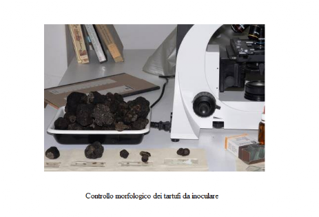 Controllo morfologico tartufi da inoculare controllo al microscopio tartufi da inoculare