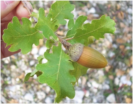 quercus pubescens roverella