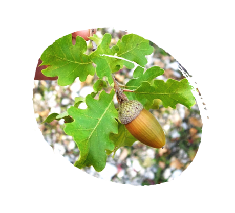quercus pubescens roverella