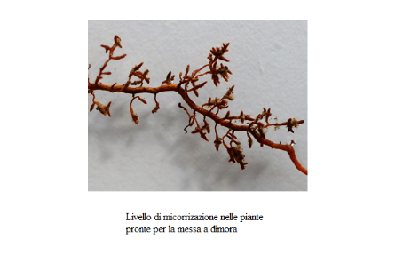 Micorrizazione delle piante Livello di Micorrizazione piante