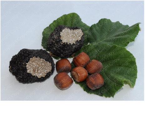 Corylus Avellana, Tuber melanosporum nocciolo micorrizato