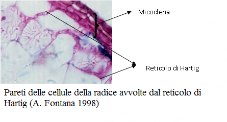 Parti delle cellule di radice avvolte