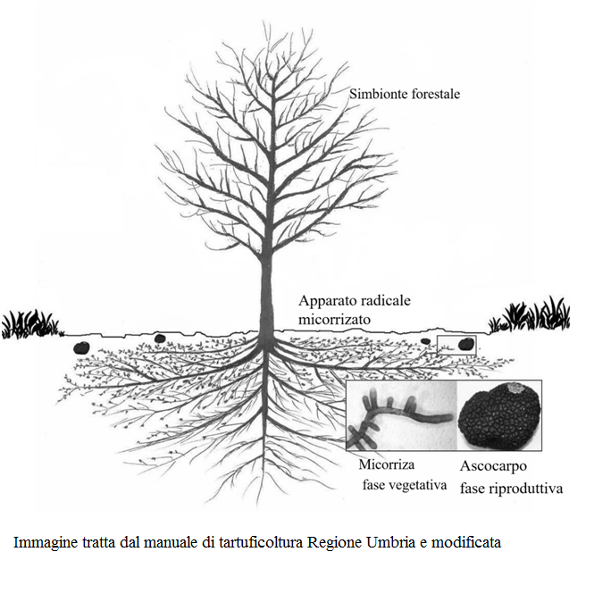 Simbionti ectomicorrizici ipogei