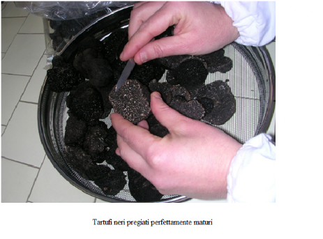 Tuber melanosporum maturi Tartufi neri pregiati maturi
