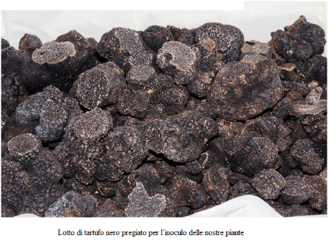 Lotto di Tuber melanosporum Lotto tartufo nero pregiato